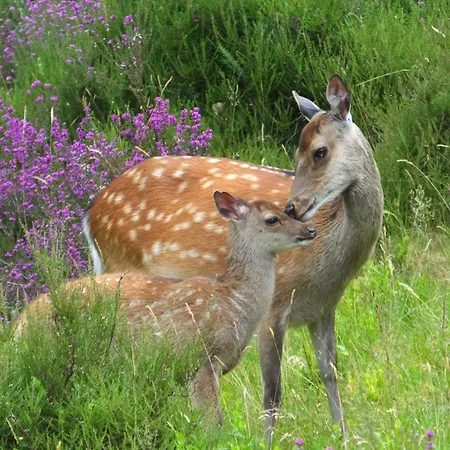 Village No 11 By Trident Homes *